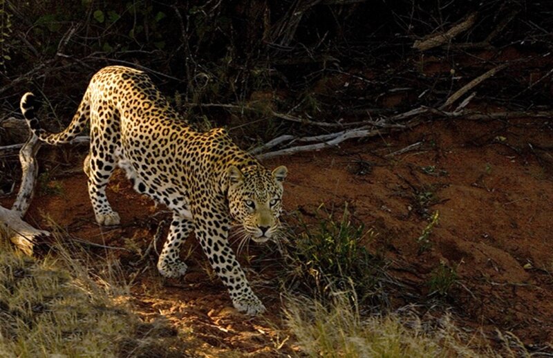 Leopard walking in the wild