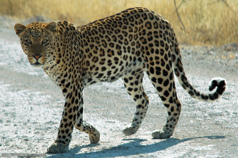 Leopard walking on a dirt path