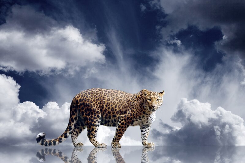 Leopard Walking on Clouds