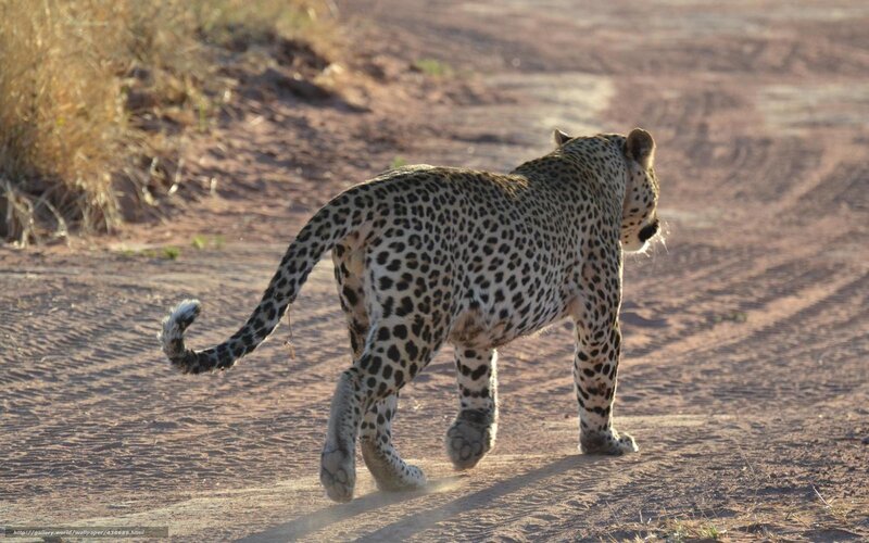 Leopard Walking on Dirt — Brown