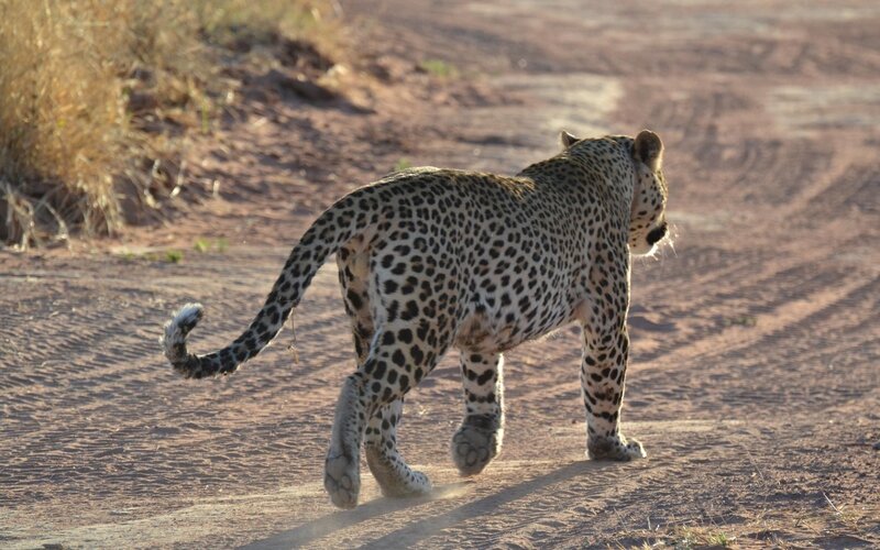 leopard walking on dirt path
