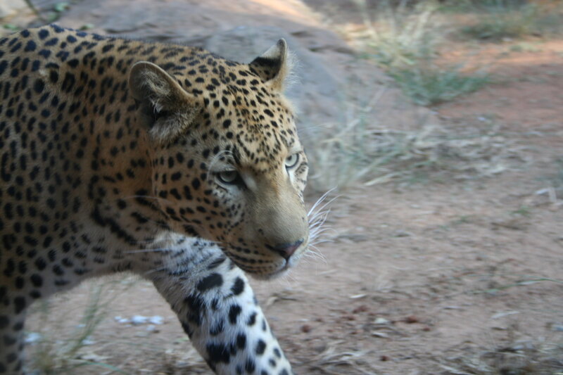 Leopard Walking on Dirt — Tan