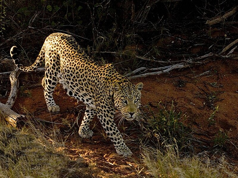 Leopard Walking on Dirt