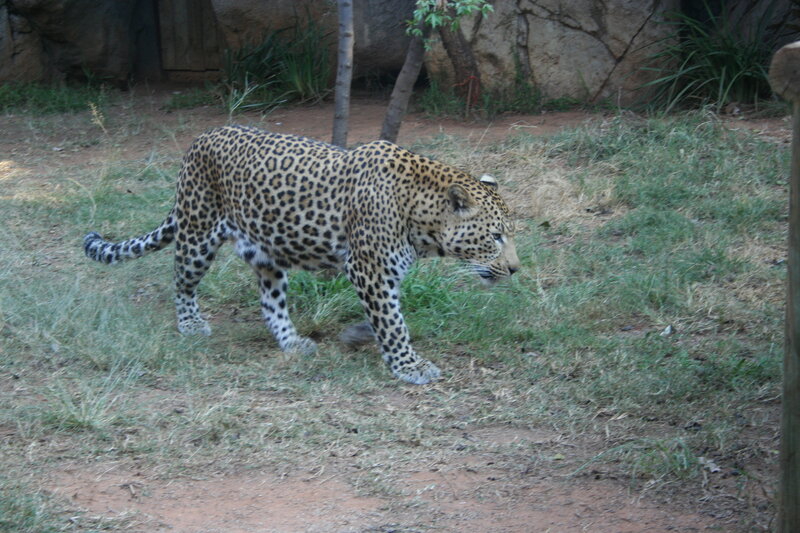 Leopard Walking on Grass — Brown