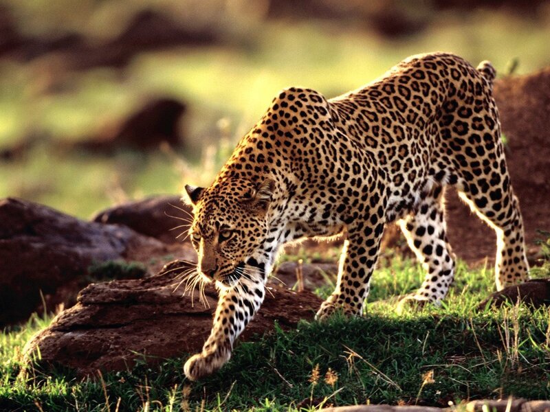 Leopard Walking on Grass — Green, Alert, Sunset, Photograph
