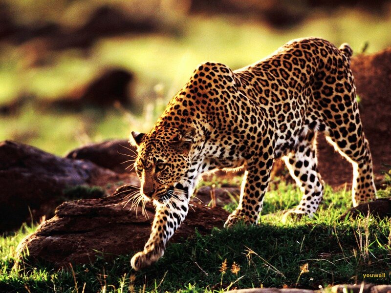Leopard Walking on Grass — Green, Dramatic