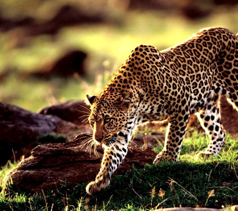 Leopard Walking on Grass — Green