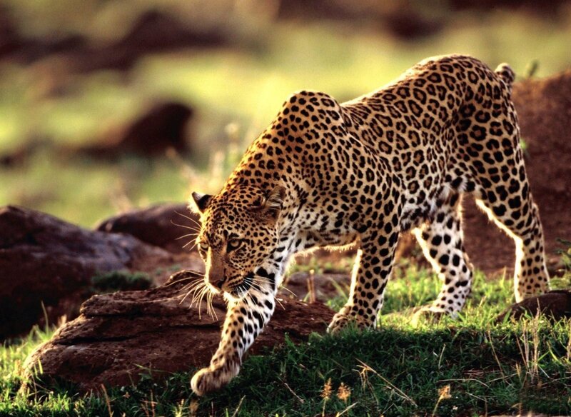 Leopard walking on grass