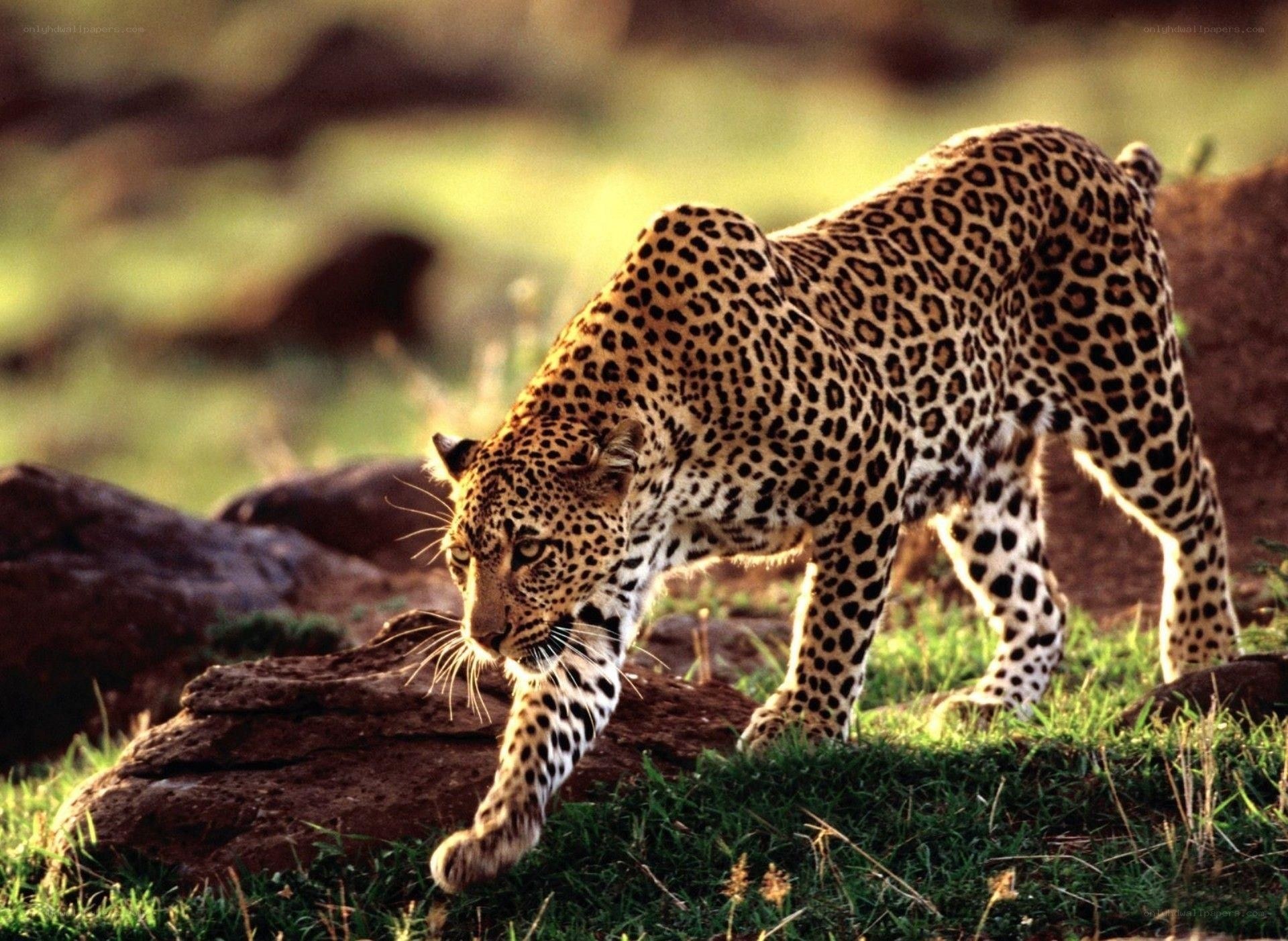 Leopard walking on grass