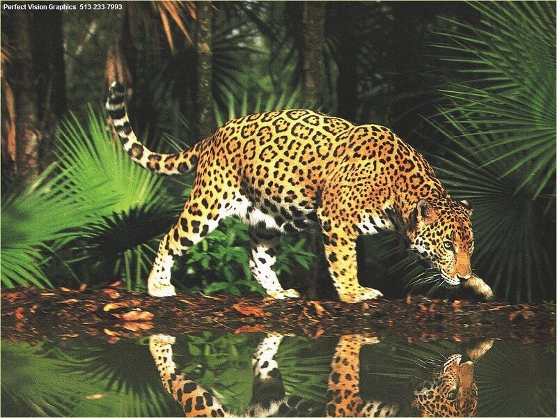 Leopard Walking on Log