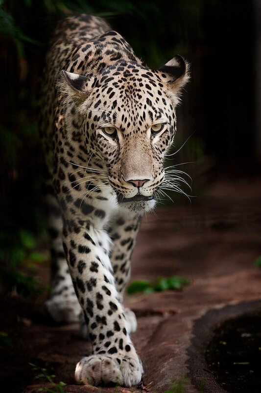 Leopard Walking on Path