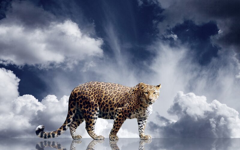 Leopard Walking on Reflective Surface