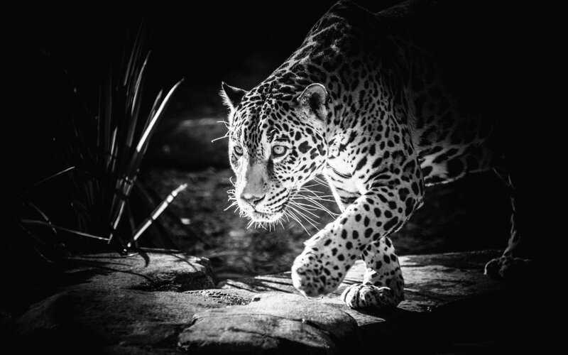 Leopard Walking on Rock