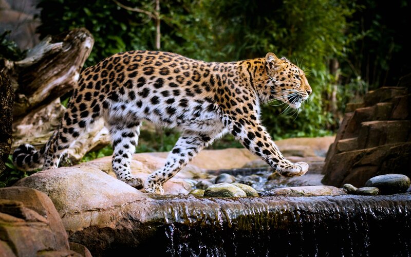 Leopard Walking on Rocks