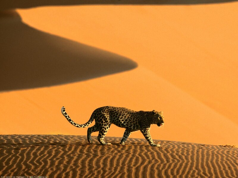 Leopard Walking on Sand Dune — Orange