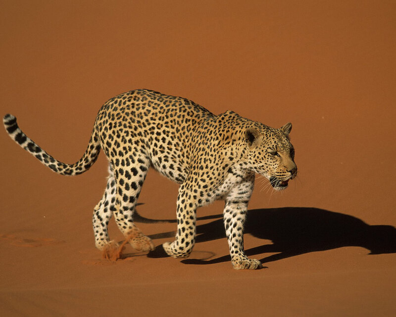 Leopard Walking on Sand