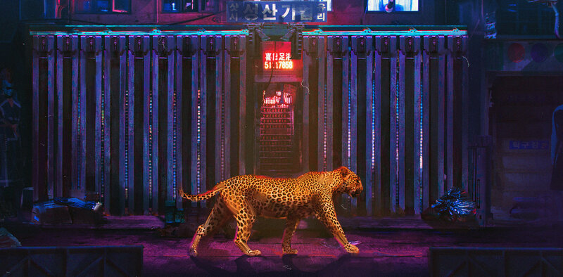 Leopard Walking on Street