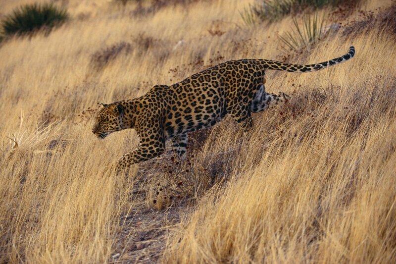 Leopard Walking Through Grass — Brown