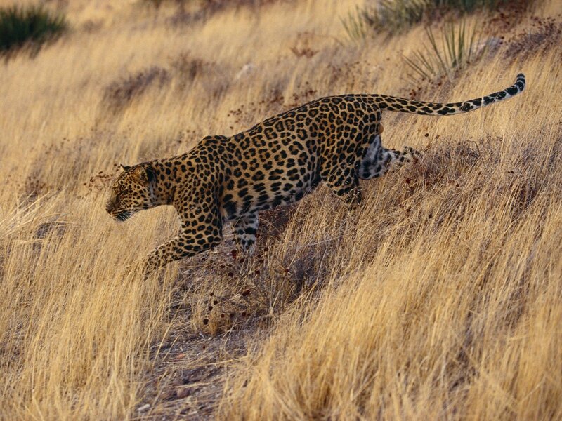 Leopard walking through grass