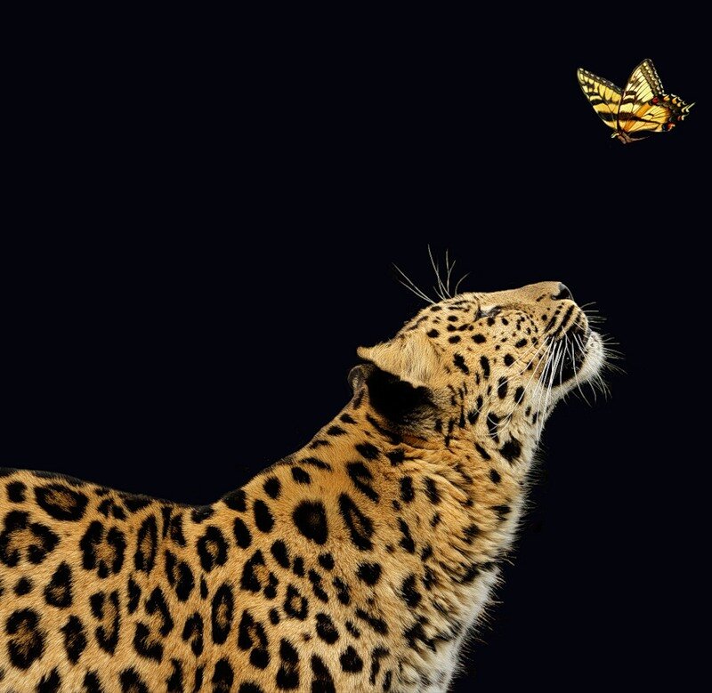 Leopard Watching Butterfly