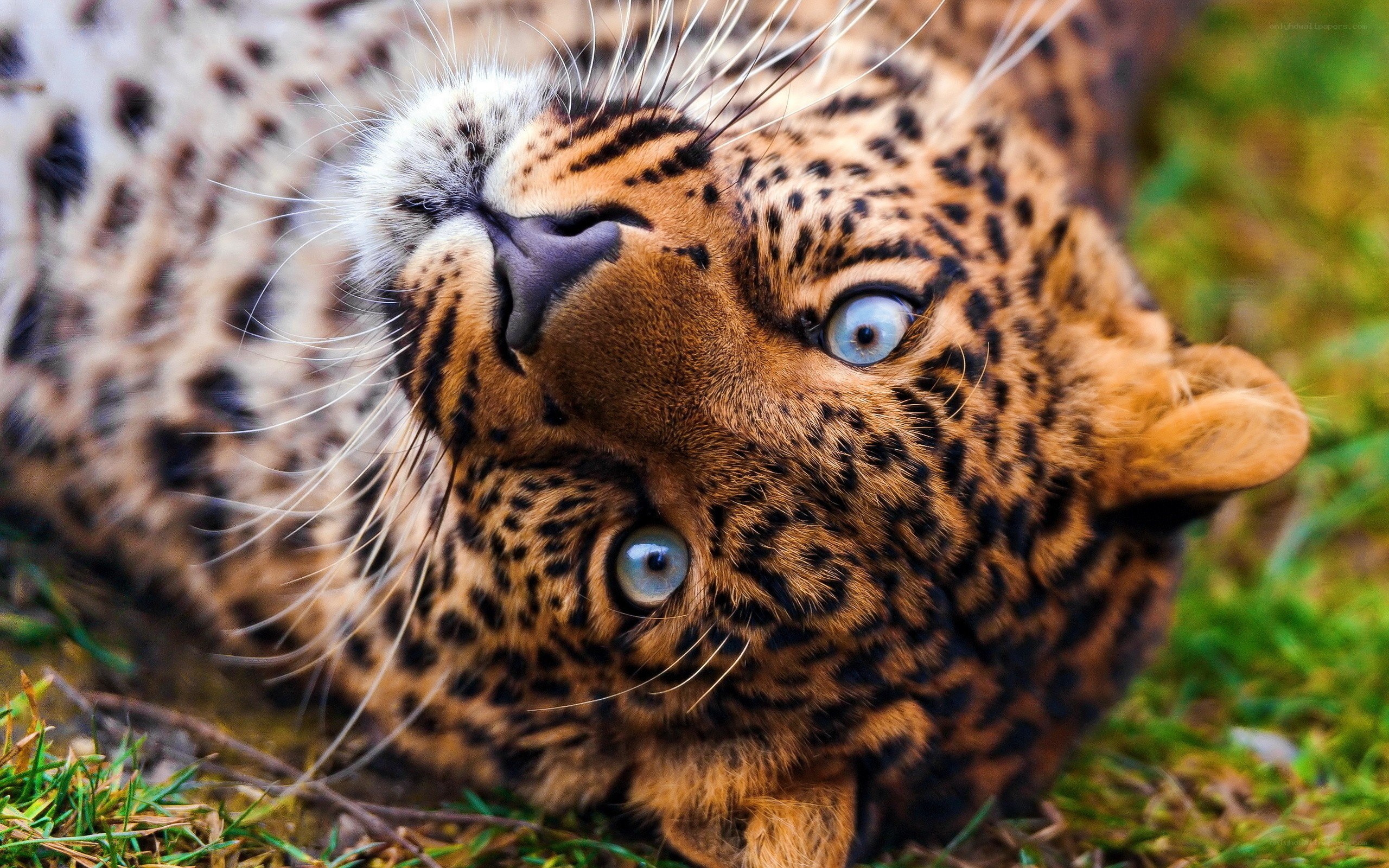 Leopard with blue eyes