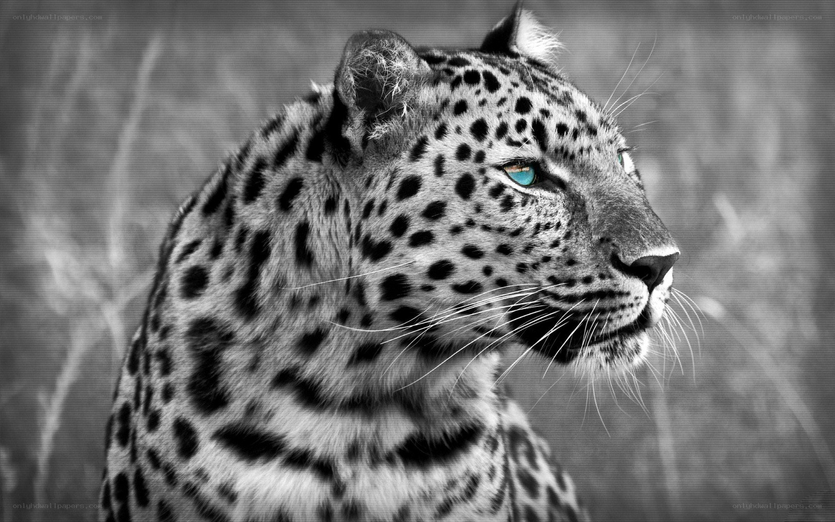 leopard with blue eyes