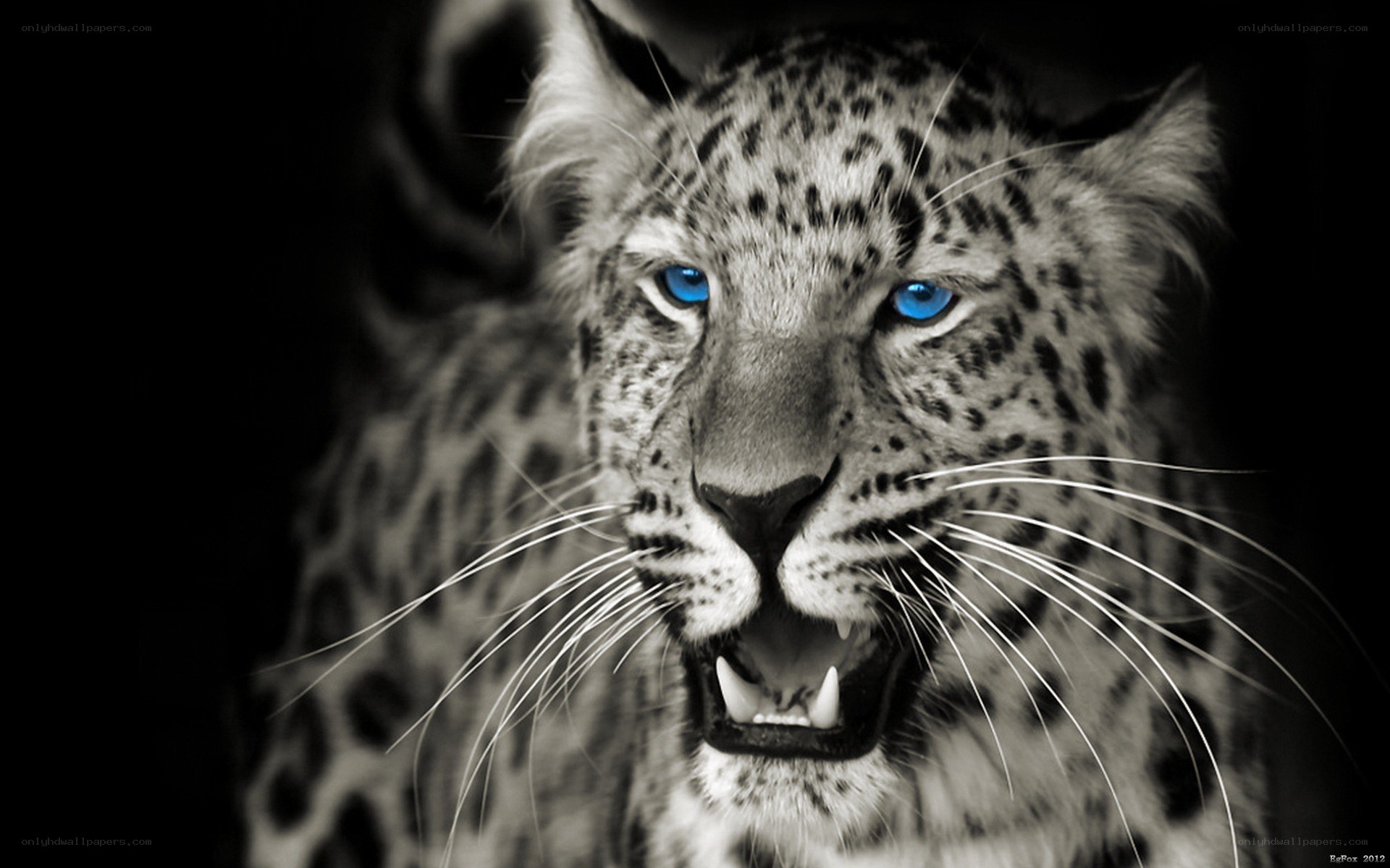 leopard with blue eyes