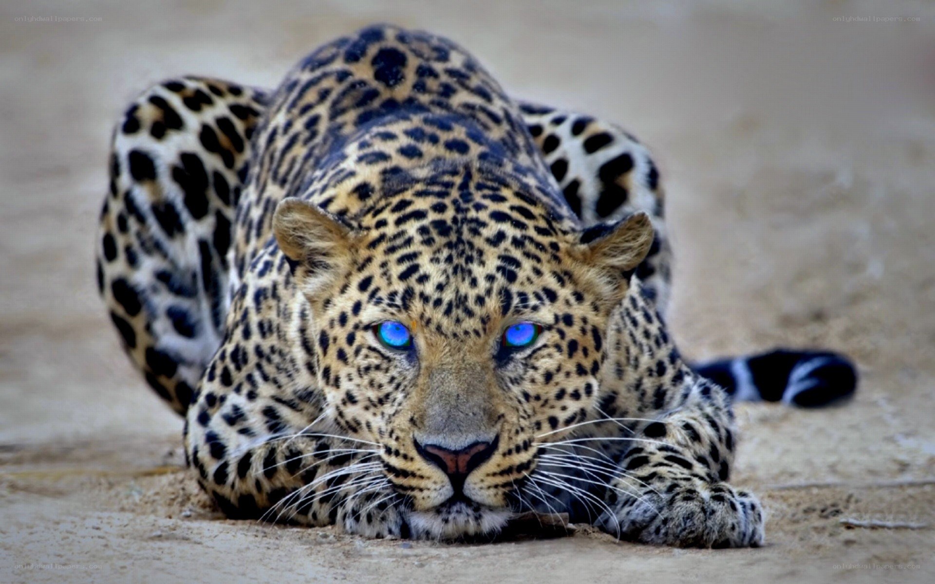 Leopard with blue eyes
