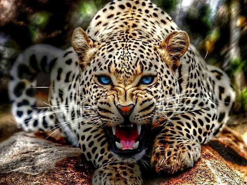 Leopard with Blue Eyes — Black, Aggressive