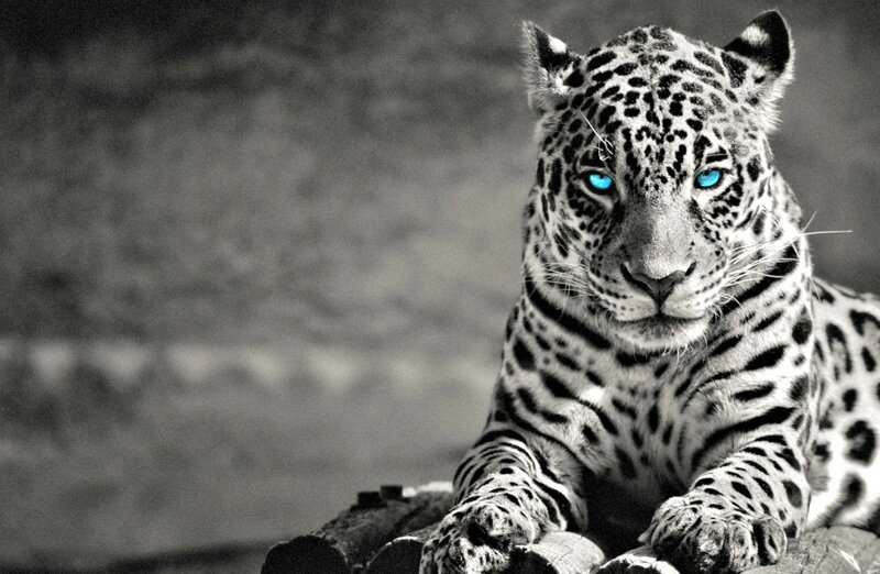 Leopard with Blue Eyes — Black