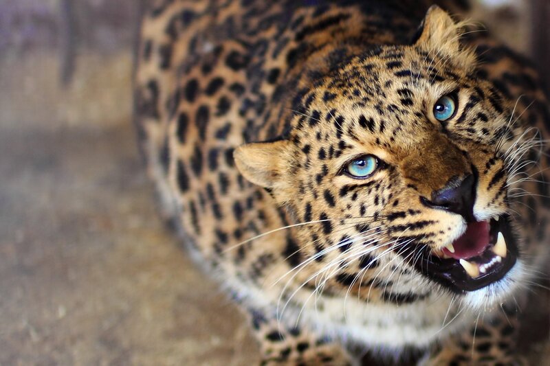 Leopard with Blue Eyes — Brown, Intense, Photograph