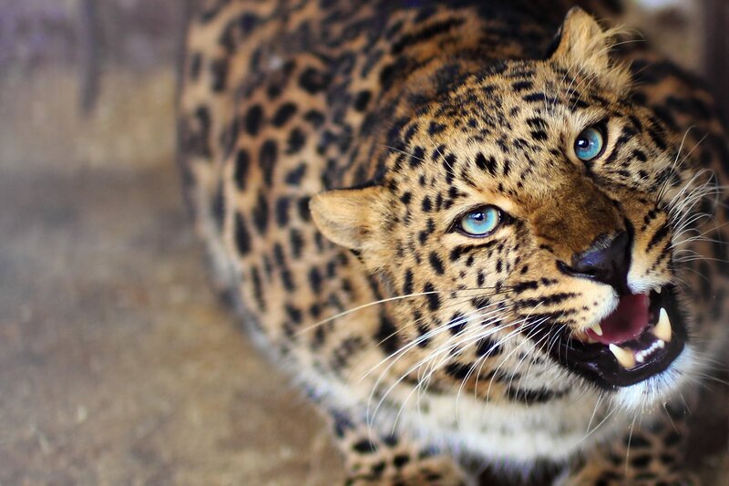 Leopard with Blue Eyes — Brown, Intense