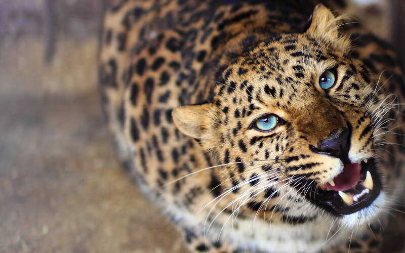 Leopard with Blue Eyes — Brown