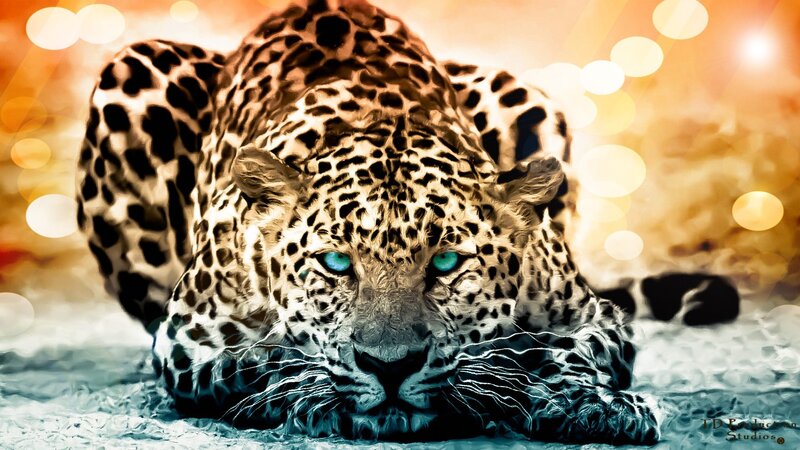 Leopard with Blue Eyes — Orange, Dramatic, Sunset