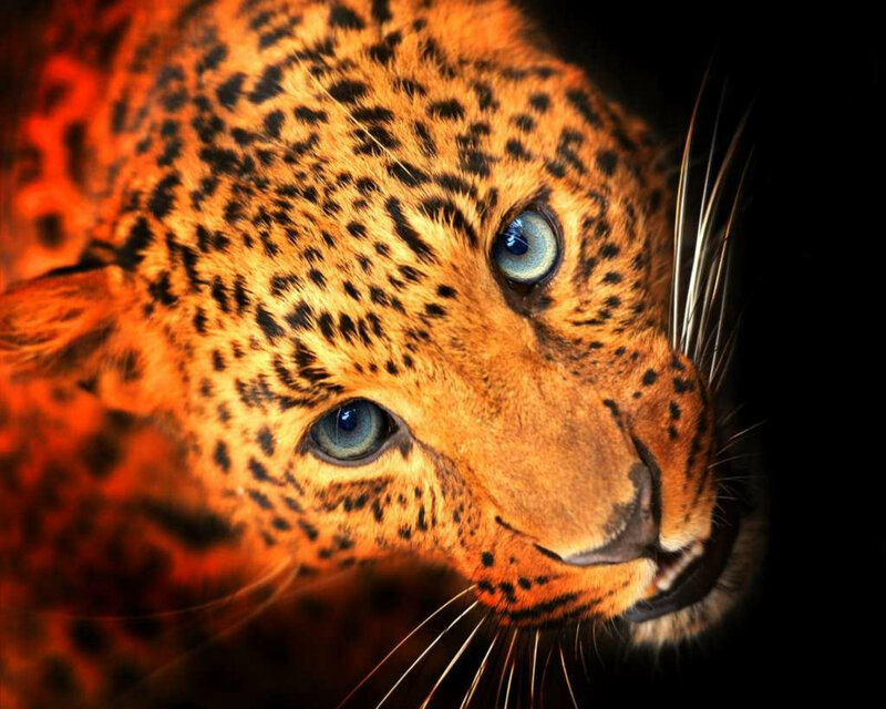 Leopard with Blue Eyes — Orange, Dramatic