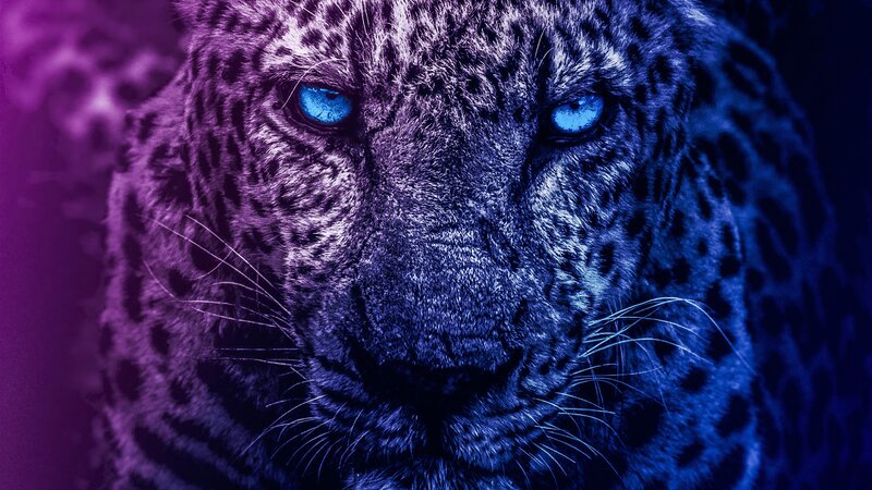 Leopard with Blue Eyes — Purple