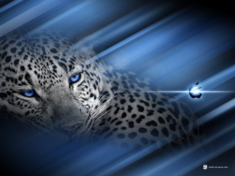 leopard with blue eyes wallpaper