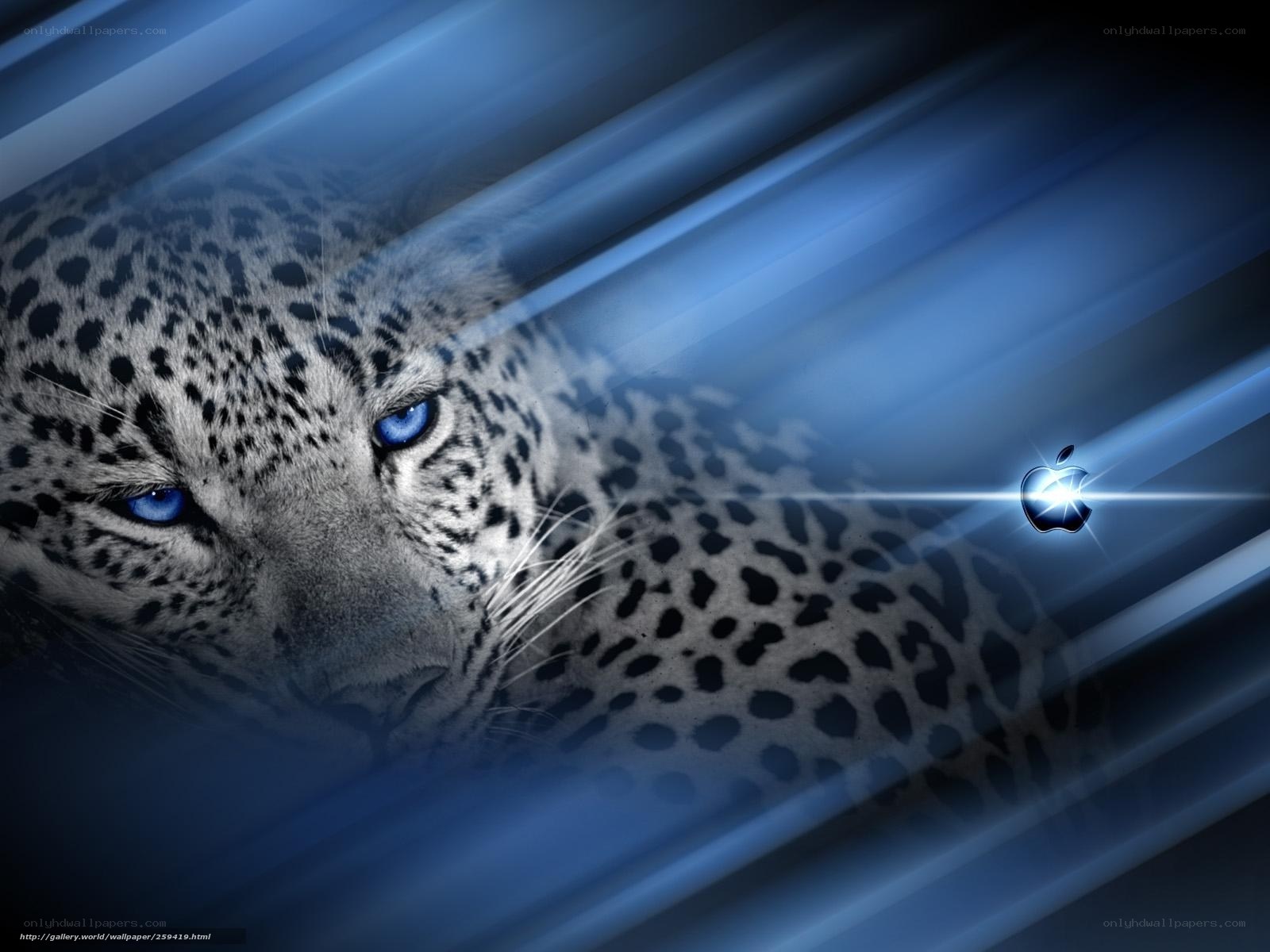 leopard with blue eyes