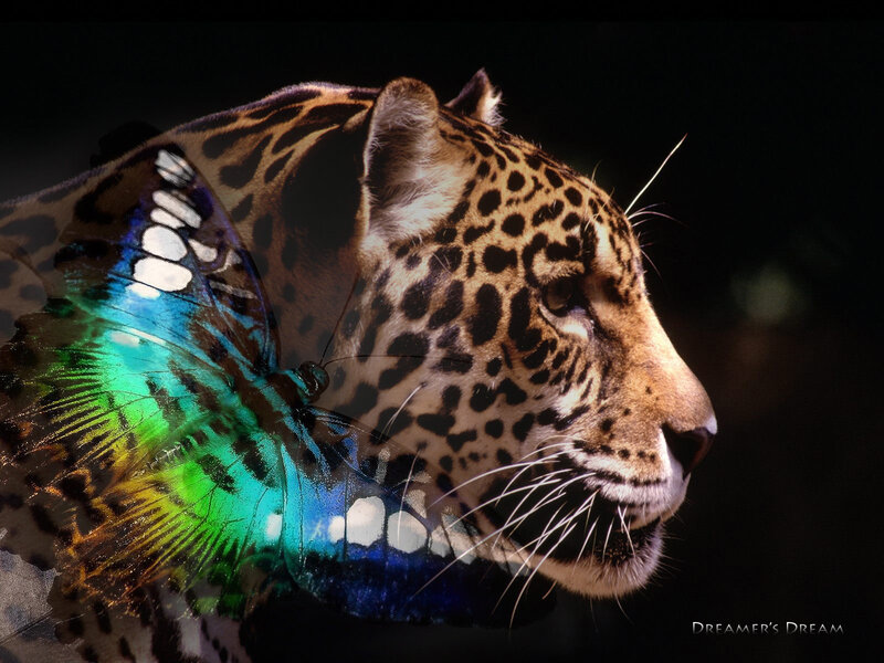 Leopard with butterfly overlay