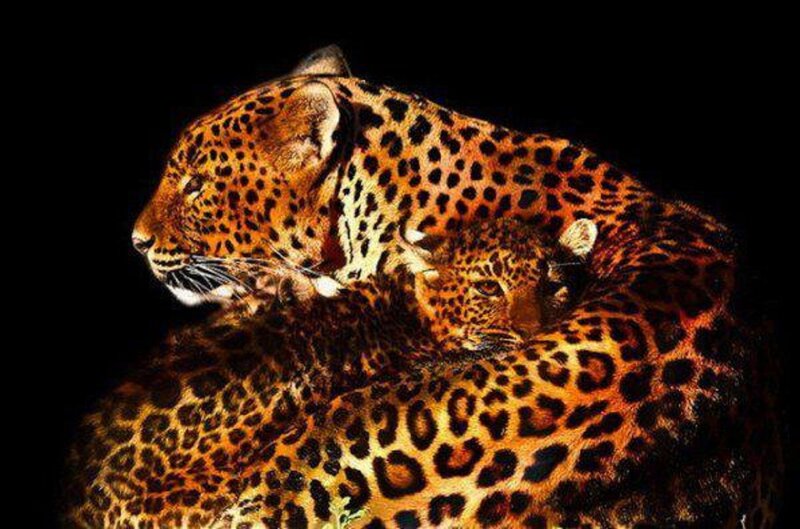 Leopard with Cub