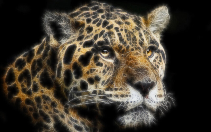 leopard with glowing effect