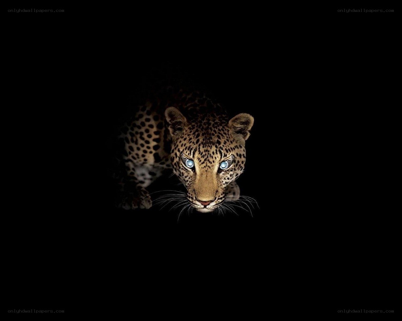 leopard with glowing eyes