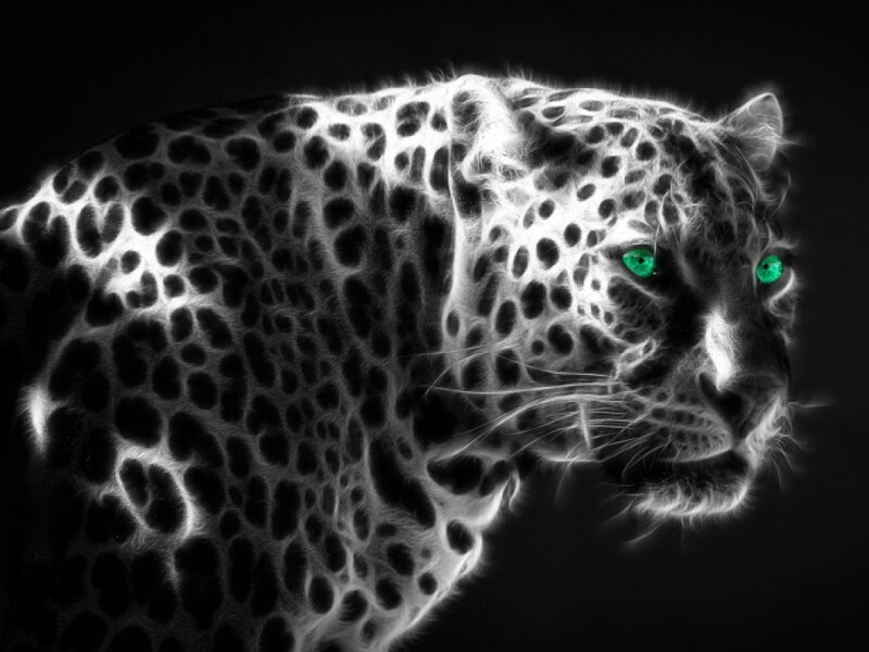 Leopard with Glowing Eyes — Black, Dramatic