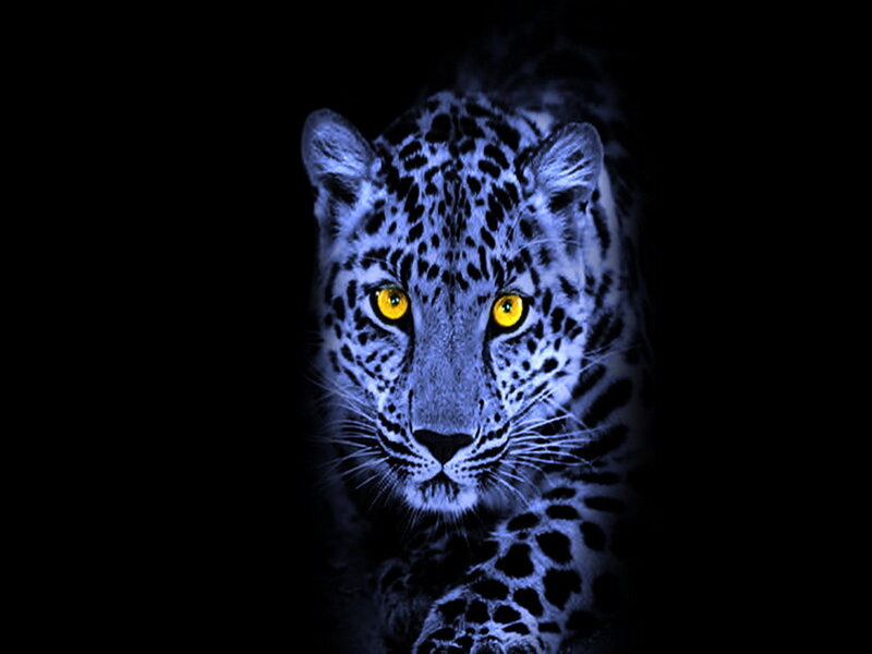 Leopard with Glowing Eyes — Black