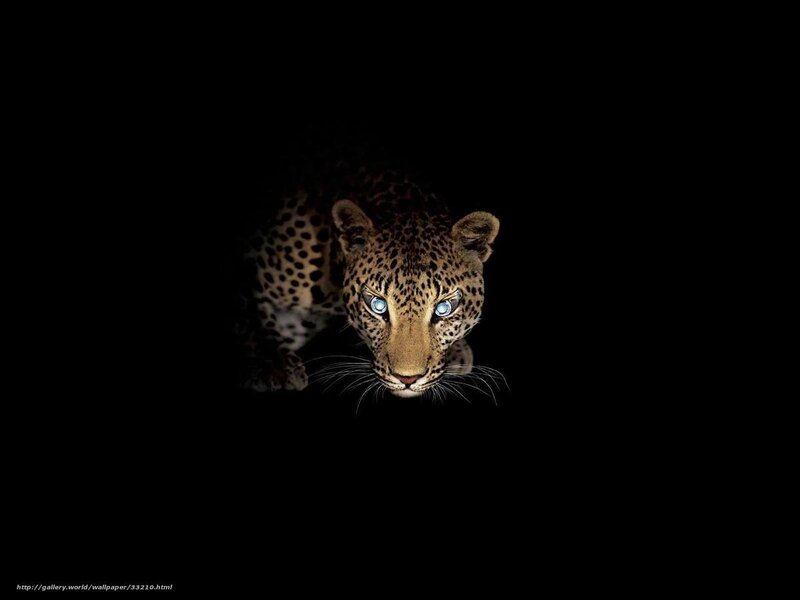 leopard with glowing eyes