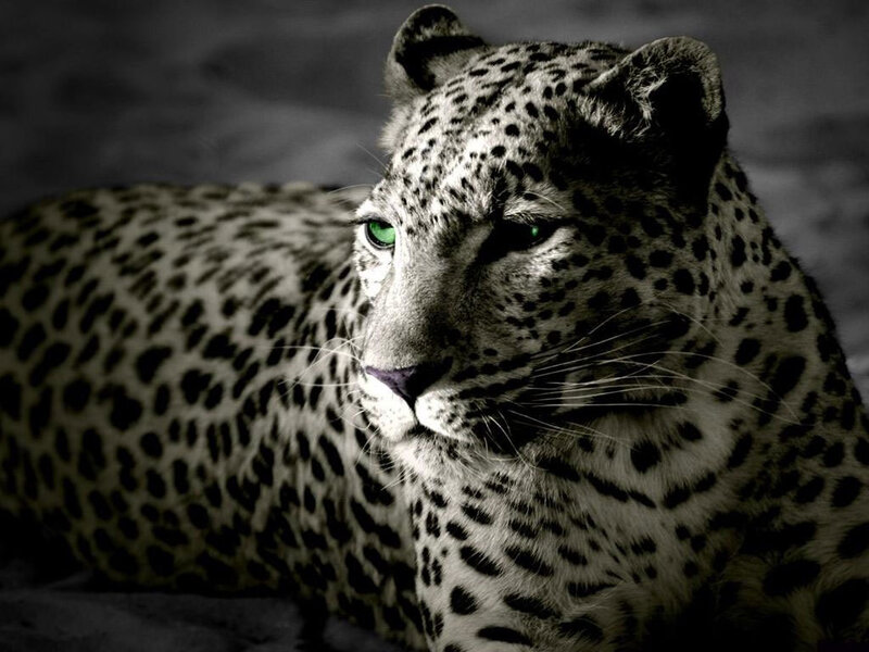 leopard with glowing green eyes