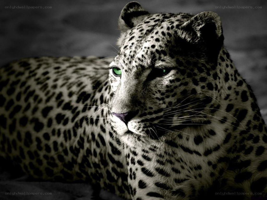 leopard with glowing green eyes