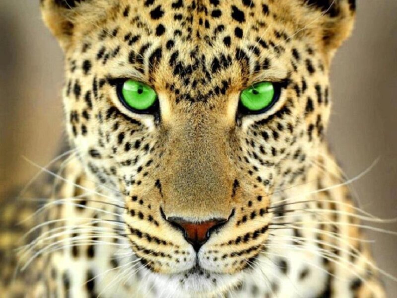 Leopard with Green Eyes — Intense, Photograph, Spots