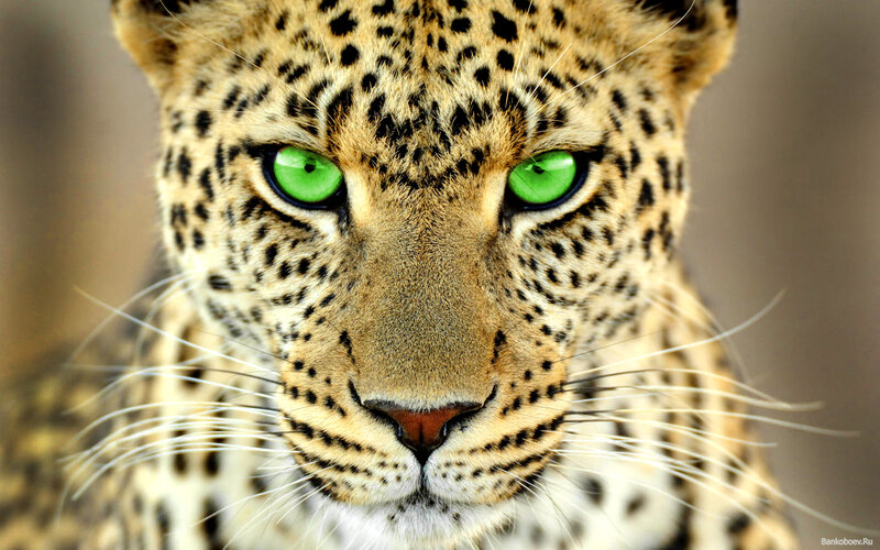 Leopard with Green Eyes — Intense, Photograph