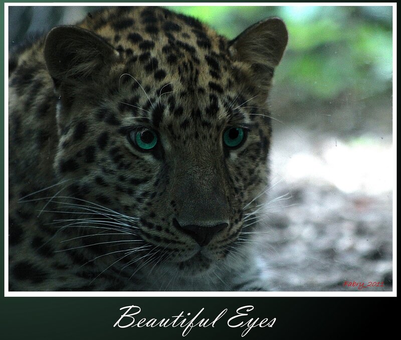 Leopard with Green Eyes — Intense